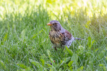 Fieldbird on a green lawn with a blurred background.