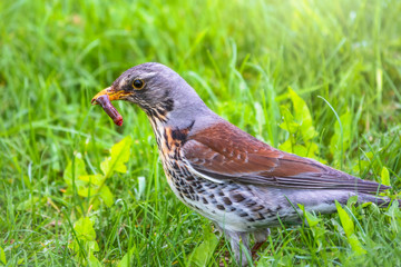 Fieldfare, Turdus pilaris, collects worms on a green lawn.