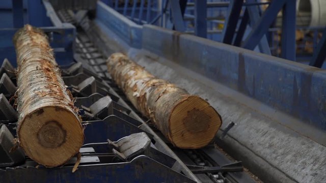 Round timber logs preparation sorting processing at sawmill. Wheel loader and automatic sorting logs diameter at the sawmill. Lumber industry.