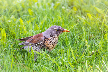Fieldbird on a green lawn with a blurred background.