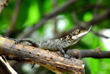 lizard on tree