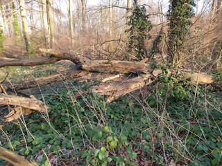 Fototapeta na wymiar Wald bei Bredeney in Essen