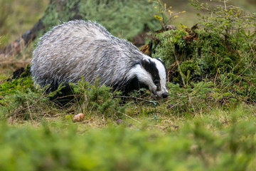 The European badger (Meles meles) also known as the Eurasian badger is in the forest