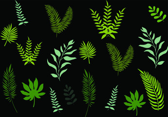 Different palm leaves on a black background