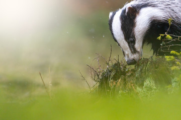 European Badger in the forest, animal in nature habitat closeup. There is enough space for your use...
