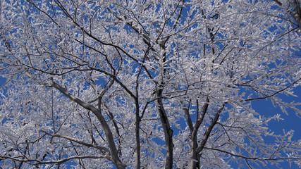 frosted, frozen tree crowns on a blue background