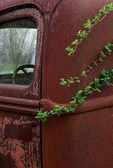 Branches of multiflora rose (Rosa multiflora) encroaching on rusted door of old truck. This invasive species can envelop old abandoned vehicles and buildings.