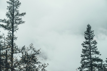 Bleak cloudy sky through branches of coniferous trees and dense fog. Low clouds among pointed tree tops in mist. Ghostly atmospheric landscape. Minimalist gloomy mystery scenery in horror tones.