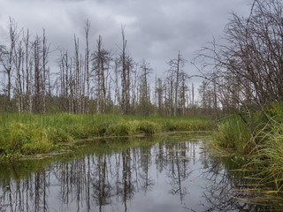 Fototapeta na wymiar Landscape of severe, fragile, pristine Karelian nature with river. Wild nature. Desktop Background Photos