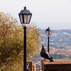 Vista de una paloma con dos farolas con el horizonte al fondo en Mijas Málaga