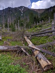 Logs and withered trees in Tatra Mountains in spring