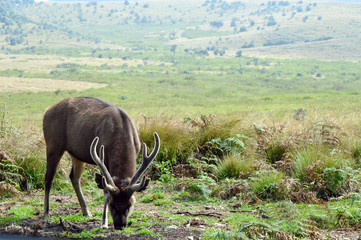 buffalo in kruger national park