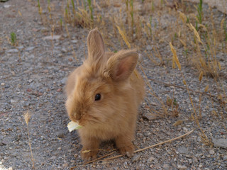 Nice short eared rabbit eating lettuce
