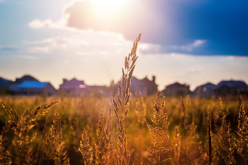 Grass on the sunset in the evening. Summer landscape.
