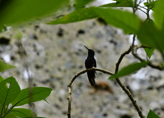 mother-of-pearl caliber on a branch after collecting nectar in natural conditions in a natural...