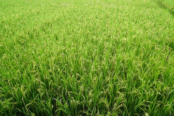 Close-up to green paddy field background.