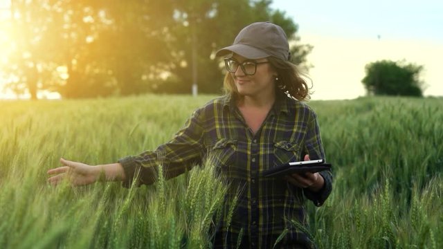 Farmer in a wheat field uses a digital tablet. Slow motion