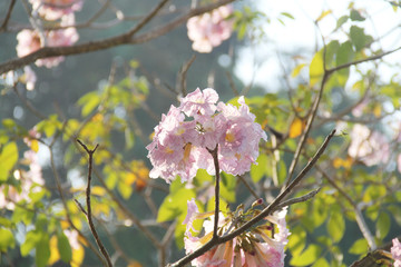 Obraz premium flowers in spring