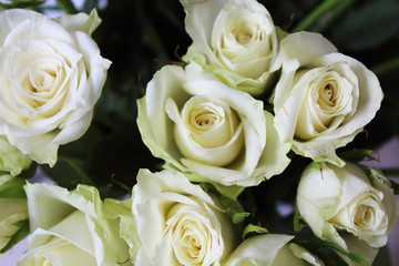 Beautiful white rose flowers. Top view. Close-up. Background. Texture.