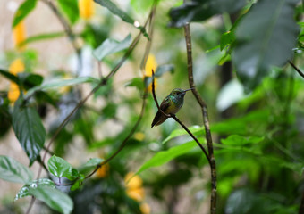 mother-of-pearl caliber on a branch after collecting nectar in natural conditions in a natural...