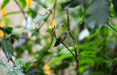 mother-of-pearl caliber on a branch after collecting nectar in natural conditions in a natural...