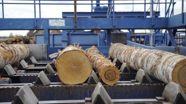 Round timber logs preparation sorting processing at sawmill. Wheel loader and automatic sorting logs diameter at the sawmill. Lumber industry.