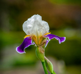 Multi colored iris