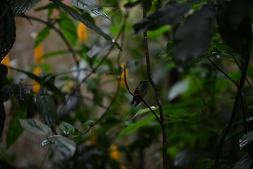mother-of-pearl caliber on a branch after collecting nectar in natural conditions in a natural national park