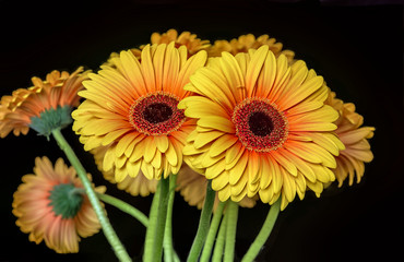 Multi colors gerbera daisies