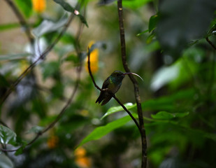 mother-of-pearl caliber on a branch after collecting nectar in natural conditions in a natural...