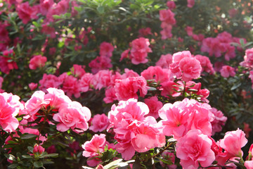 Blooming pink rhododendron flowers in the garden in springtime.