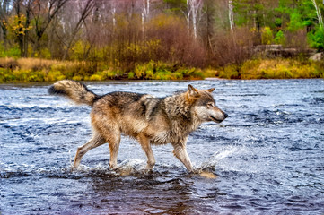 Wolf crossing river