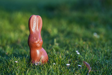 easter, sweets and confectionery concept - chocolate bunny on grass with blurred background, easter bunny