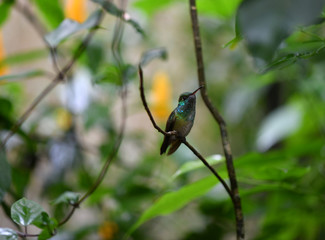 mother-of-pearl caliber on a branch after collecting nectar in natural conditions in a natural national park