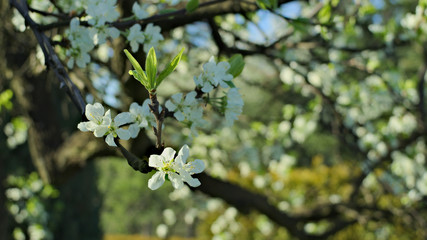 flowering trees