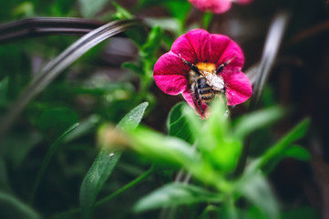 A honeybee searches for nectar