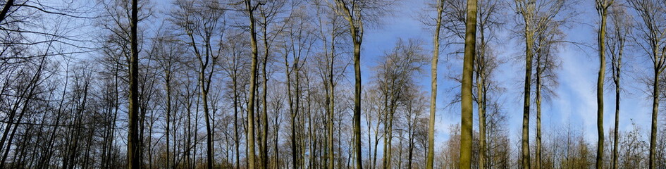 Wald mit blauem Himmel