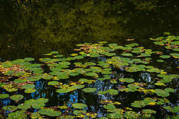 Leaves of water lilies on the water. Reflection of foliage