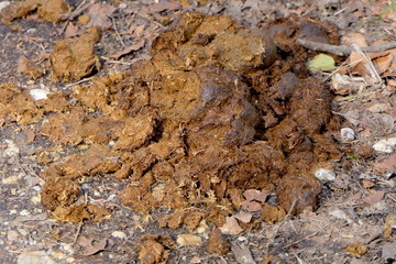 Pferdeäpfel auf Waldweg