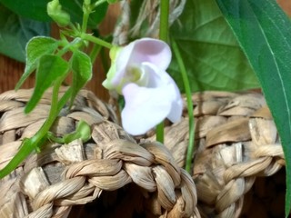 snowdrops on wooden background
