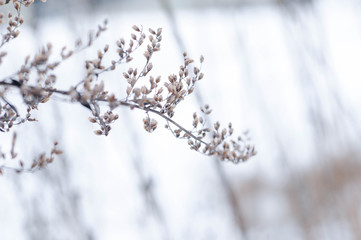 Winter wonderland, frozen flowers, snowy nature