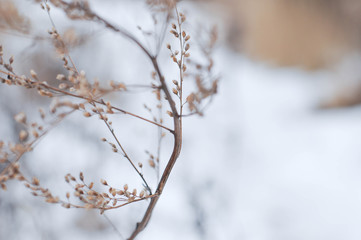 Winter wonderland, frozen flowers, snowy nature