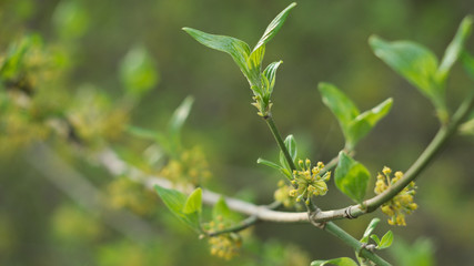 young, growing leaves