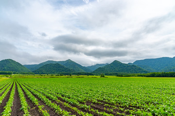 Fototapeta na wymiar Sugar beet farmland field. Mountains, sky and white clouds on background. Teshikaga, Hokkaido, Japan