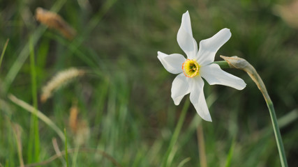 narcissus in the grass