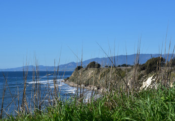 Long Wild Grasses Along the Coast of Southern California