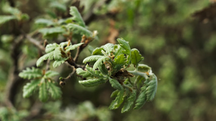 young, growing leaves