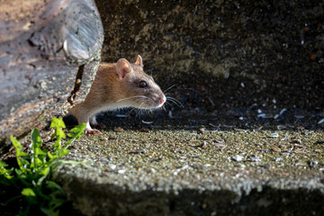curious wild brown norway rat, rattus norvegicus, head