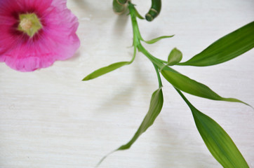 background of a spa with pink flower on water in a basin and a sprig of green bamboo