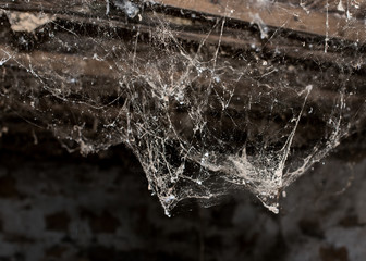 Horror cobweb  spider web   in   old basement isolated 